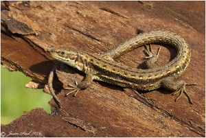 Common Lizard at Crayford Rough, April 2016. They may have been ommon once, but they are now in decline, a situation reinforced by a series of recent Bexley planning  decisions. The Council has not thought it relebvantdoes not think it necessary to consider the size of number sof populations in the Borough before voting to cover their homes in concrete. (Photo: Jason Steel)