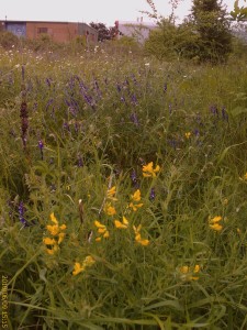 Crayford Rough. Part of the flower-rich area under threat. (Photo: Chris Rose)