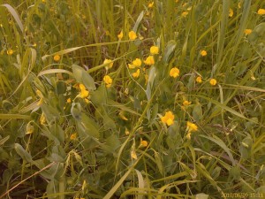 Yellow Vetchling (Lathyrus aphaca) is nationally scarce. Apart from a small population at Erith Marshes, it is confined to this open part of Crayford Rough, where te biggest population is found, with lesser amounts at  Braeburn Park and by a ditch the other side of the A2. (Photo: Chris Rose)