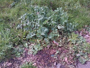 Musk Stork's-bill (Erodium moschatum) by Perry Street roundabout. One of two sites for this plant - not previously recorded in Bexley - that has been identified in the last couple of weeks. (Photo: Chris Rose)