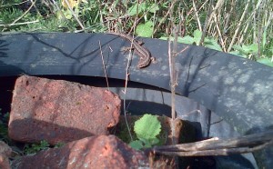 Adult Common Lizard basking on an old car  tyre, Thames Road Wetland, 30th March 2016. (Photo: Chris Rose)