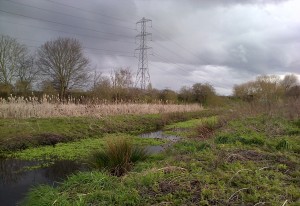 The River Wansunt at Thames Road Wetland, looking south. (Photo: Chris Rose)