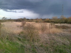 Thames Road Wetland looking east. The muted winter straws of Reed and Reedmace bathed in sunshine as spring rainclouds cast  shadows further to the south. (Photo: Chris Rose)