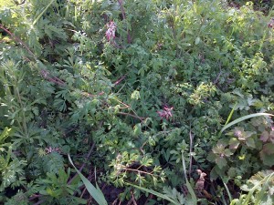 White Ramping Fumitory - an excellent discovery by Mike Robinson - growing between the Thames footpath and Belvedere incinerator fence. (Photo: Chris Rose) 