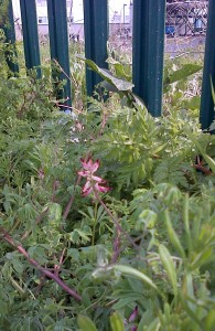 White Ramping Fumitory at Crossness - a closer view of a flower spike. (Photo: Chris Rose) 