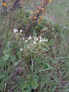 Star of Bethlehem, thought to have died out at the site, has made a welcome reappearance. (Photo: Chris Rose)