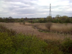 Thames Road Wetland, on an overcast 18th April 2016, is the summer home to migrants such as reed Warbler and Whitethroat. (Photo: Chris Rose)