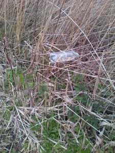 Seed-baited bottles are being used to survey for continued Harvest Mouse presence. Super-agile Wood Mice cannot be ruled out yet, but a refined version, plus camera trap monitoring, should sort this out in the absence of further nest finds. (Photo: Chris Rose)