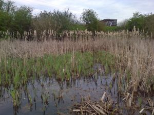 The lack of dead material in this shallow area indicates that Reedmace was pulled out over winter. Plenty of  rhizome escapes removal, however, and the fresh green of new growth is very evident here, some of which is cut off to slow its comeback. (Photo: Chris Rose). 