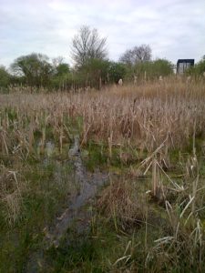 Favoured Snipe habitat at Thames Road Wetland. (Photo: Chris Rose)