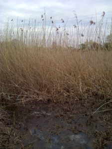 Cut area of Reed in foreground. Note the amount of additional 'litter' amongst the dead stems behind. (Photo: Chris Rose)