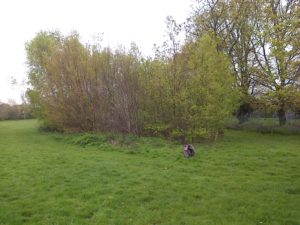 Cllr. Peter Craske has publicly stated that a strip of the east end of the park will not be sold, measuring  12m from the railway fence to the right. The 12m point is marked by the bag, so the copse will be split in half unless the conditions attached to any planning permission require it to be left intact, which seems unlikely. (Photo: Chris Rose)  