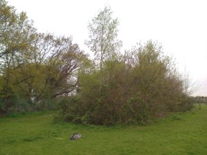 The bag again marks the line between what the Council says it will keep, and what it says it will sell. Again half the copse will go. This time the railway fence is to the left. (Photo: Chris Rose)