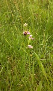 A Bee Orchid flowering at Crayford Rough in July 2012. Only a few plants were found, all in the area proposed for destruction. (Photo: Chris Rose)