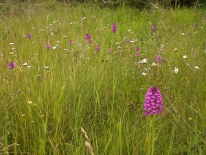 Crayford Rough is perhaps the only remaining site for Pyramidal Orchid in Bexley (there may be some at Braeburn), and the only place in the Borough where any numbers of any Orchid can be found. It is found in, and requires the sunny open areas of which a large part would be destroyed by this 'development'. (Photo: Chris Rose)