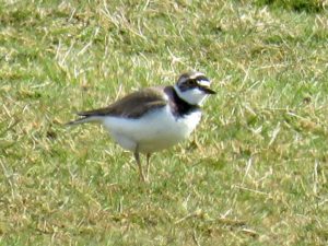 Little Ringed Plover at Crossness, its only breeding site in Bexley. Note dark bill and clear yellow eye-ring. (Photo: Donna Zimmer)