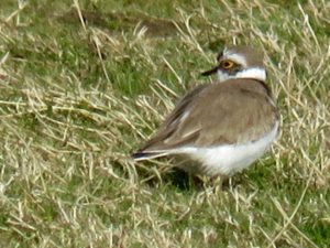 Another picture of a Little Ringed Plover at Crossness. The yellow eye ring is particularly clear in this view. (Photo: Donna Zimmer)
