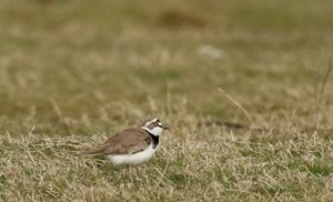 Little Ringed Plover on the west paddock. This species is at risk of beinglost from Bexley as a breeding species if Cory's plans to build on the Borax fields is approved by Bexley Council. (Photo: Ian Jackson) 