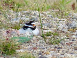 High power zoomed picture of Ringed Plover on its nest, taken from a safe distance outside the fence line. Note yellow bill with black tip. (Photo: Donna Zimmer)