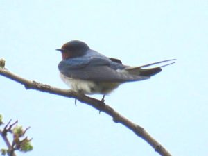 Long distance shot of a Swallow in the tree.