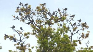 House Martins and Swallows in a tree at Danson Park.