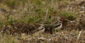 Wheatears have also dropped in at Crossness. (Photo: Ian Jackson) 