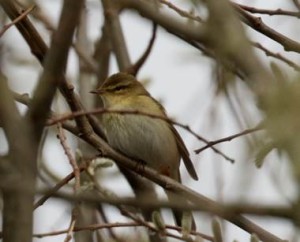 Willow Warbler, an early migrant arrival at Crossness this year. (Photo: Ian Jackson)