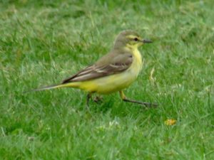 Yellow Wagtail at Danson. A long distance shot. 