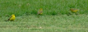 Three of the Yellow Wagtails foraging amongst recently cut grass at Danson Park on 22nd April.