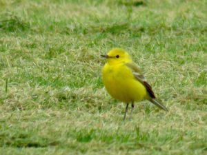 Male Yellow Wagtail in breeding plumage. 