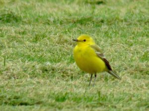 Male Yellow Wagtail in breeding plumage. 