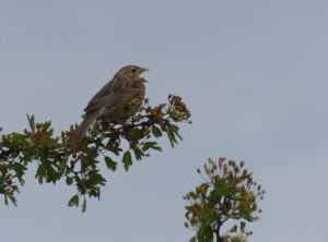 Corn Bunting (in the Pyrenees) (Photo by Ralph Todd)