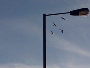 A hastily grabbed and digitally-zoomed mobile phone photograph of Swifts sreaming over Northall Road, Barnehurst, on May 4th 2016.  (Chris Rose)