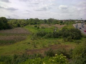 Thames Road  Wetland, looking west from a passing train, May 20th 2016. (Photo: Chris Rose)