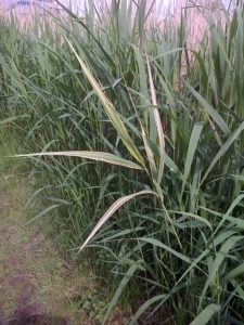 Variegated Common Reed (Phragmites australis) shoot at Crossness. There is already a variegated form in cultivation, so we won't be making a fortune out of this ..... (Photo: Chris Rose)