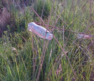 The Mark II Harvest Mouse lure (foreground), to be baited with birdseed, is only supported by dead Reed stems, which should increase the chances that usage indicates continued presence of the species, compared with the Mark I version in the background, underslung on a bent over Willow branch, which may have been easier for Wood Mice to get into. (Photo: Chris Rose) 