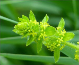 Close-up of Crosswort flowers,  Upper College Farm, 26/5/16 (Photo: Mike Robinson)