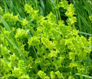 Crosswort at Upper College Farm, 26/5/16, showing general habit. (Photo: Mike Robinson)