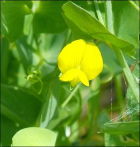 Close-up of Yellow Vetchling flower, Upper College Farm, 26/5/16 (Photo: Mike Robinson)