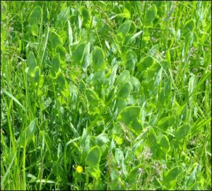 Yellow vetchling, Upper College Farm, 26/5/16 (Photo: Mike Robinson)