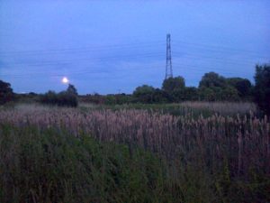 Moon rising over thames Road Wetland, 20/6/16. (Photo: Chris Rose)