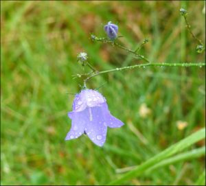 Harebell close-up Mike R