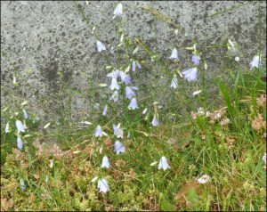 Harebell group Mike R