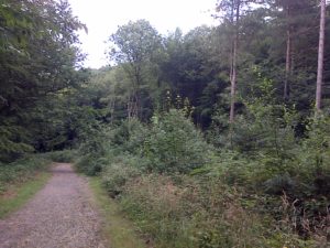 Recently coppiced clearings beside pathways are providing ideal habitat for White Admiral, Silver-washed Fritillary and other butterfly species in Joyden's Wood (Photo: Chris Rose)