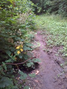 Hairy St. John's-wort by damp main track in Gatton's Plantation. (Photo: Chris Rose)