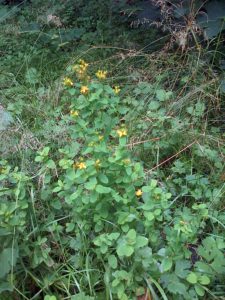 Square-stemmed St. John's-wort in Gatton's Plantation. (Photo: Chris Rose)