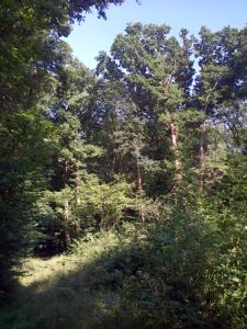 Gatton's Plantation glade in the late afternoon sun. (Photo: Chris Rose)