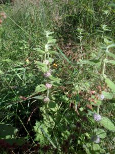 Unidentified, possibly hybrid, Mint. (Photo: Chris Rose)