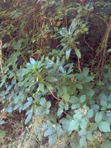 Spurge laurelp at gatton's Plantation (Photo: Chris Rodse) 