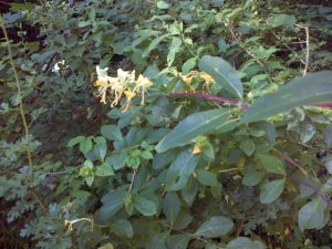 Honeysuckle (Lonicera periclymenum) in the plantation. (Photo: Chris Rose)